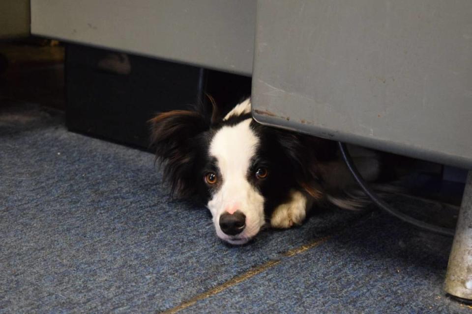 Best friends Carla Cary and Clio Bruns bought Spare Time Books in Paso Robles in April 2023. Bookshop dog Meadow looks out from under the register. Kaytlyn Leslie/kleslie@thetribunenews.com