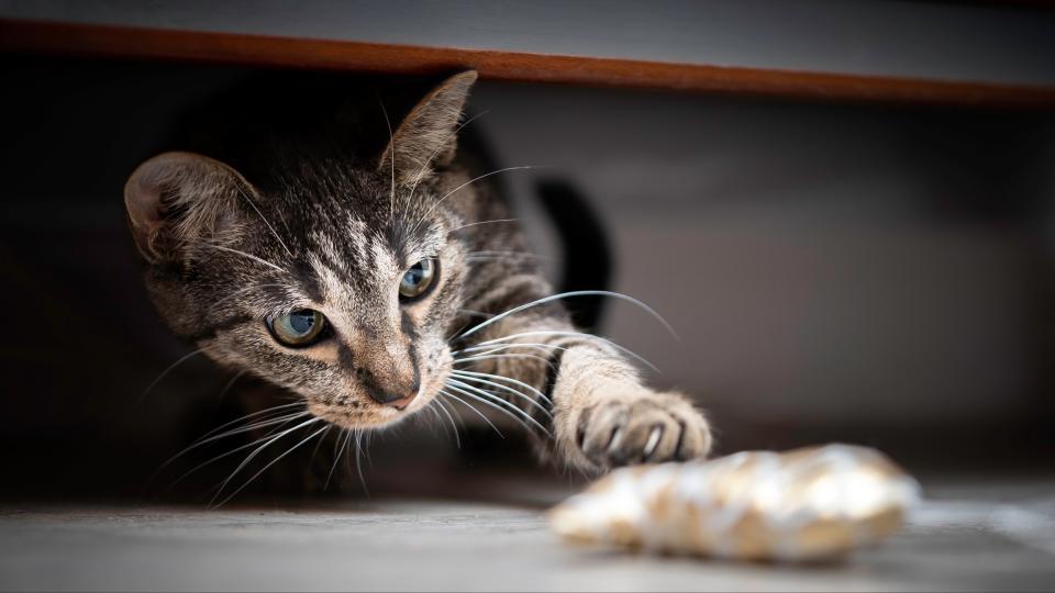 Cat trying to retrieve toy from under furniture