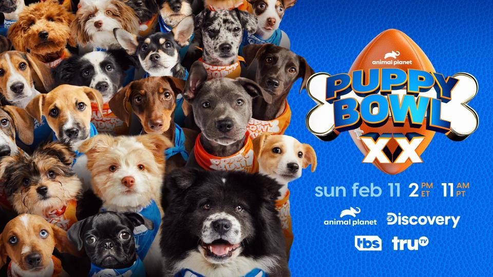 Puppy Bowl 2024 date, dogs and everything we know about the pet
