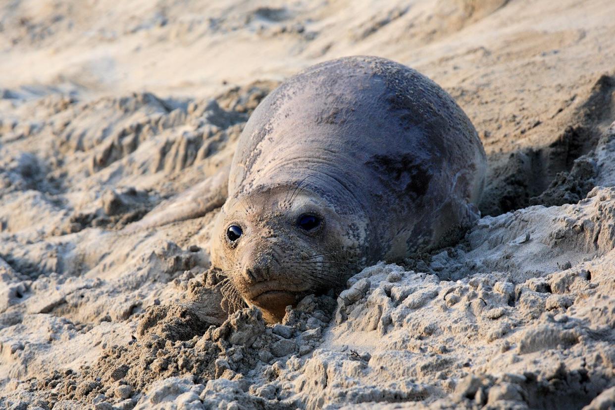 elephant seal