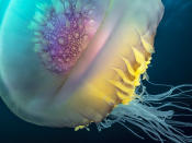 <p>A rainbow colored crown jellyfish swims near Protea Banks. (Pier A. Mane/Caters News)</p>