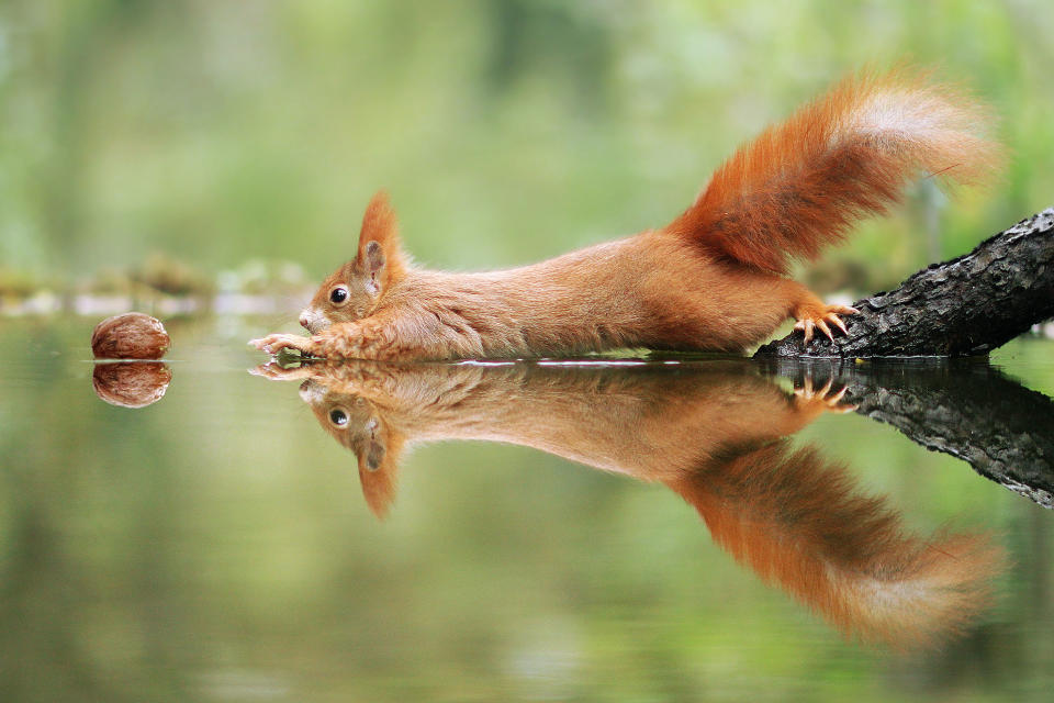 <p>Müssen Sie hier auch gerade an das verrückte Eichhörnchen aus Ice Age denken? Wildlife-Fotograf Julian Rad gelang dieses Bild im heimischen Wald in Österreich. Ob das fluffige Hörnchen noch an die Nuss kam, wissen wir leider nicht, aber wir drücken die Daumen. (Bild: Bild: Julian Rad/Caters News) </p>