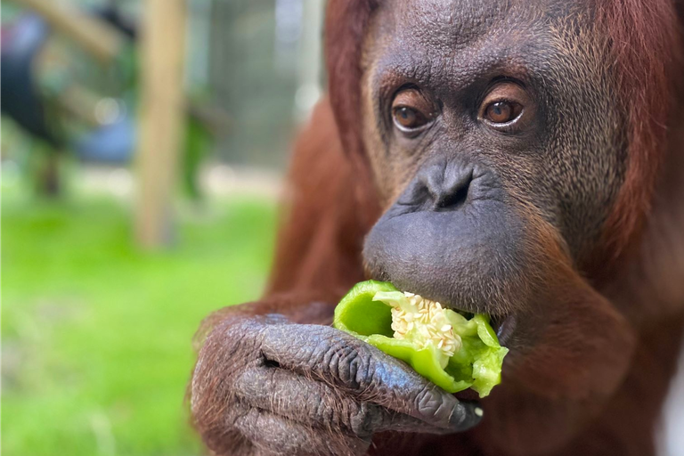 La orangutana Sandra ya se encuentra en el refugio Centro para Grandes Simios de Florida, en Estados Unidos