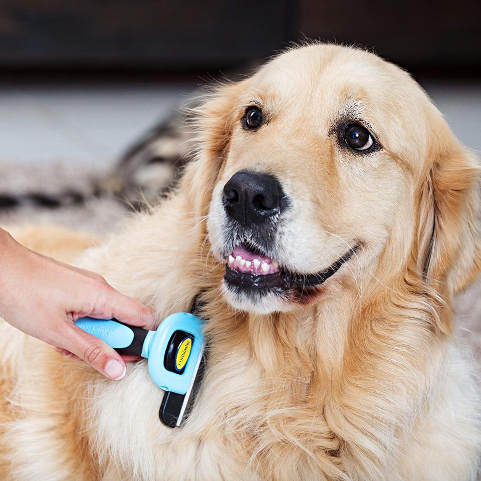 Golden retriever looks up as handler grooms its coat with DakPets Pet Grooming Brush