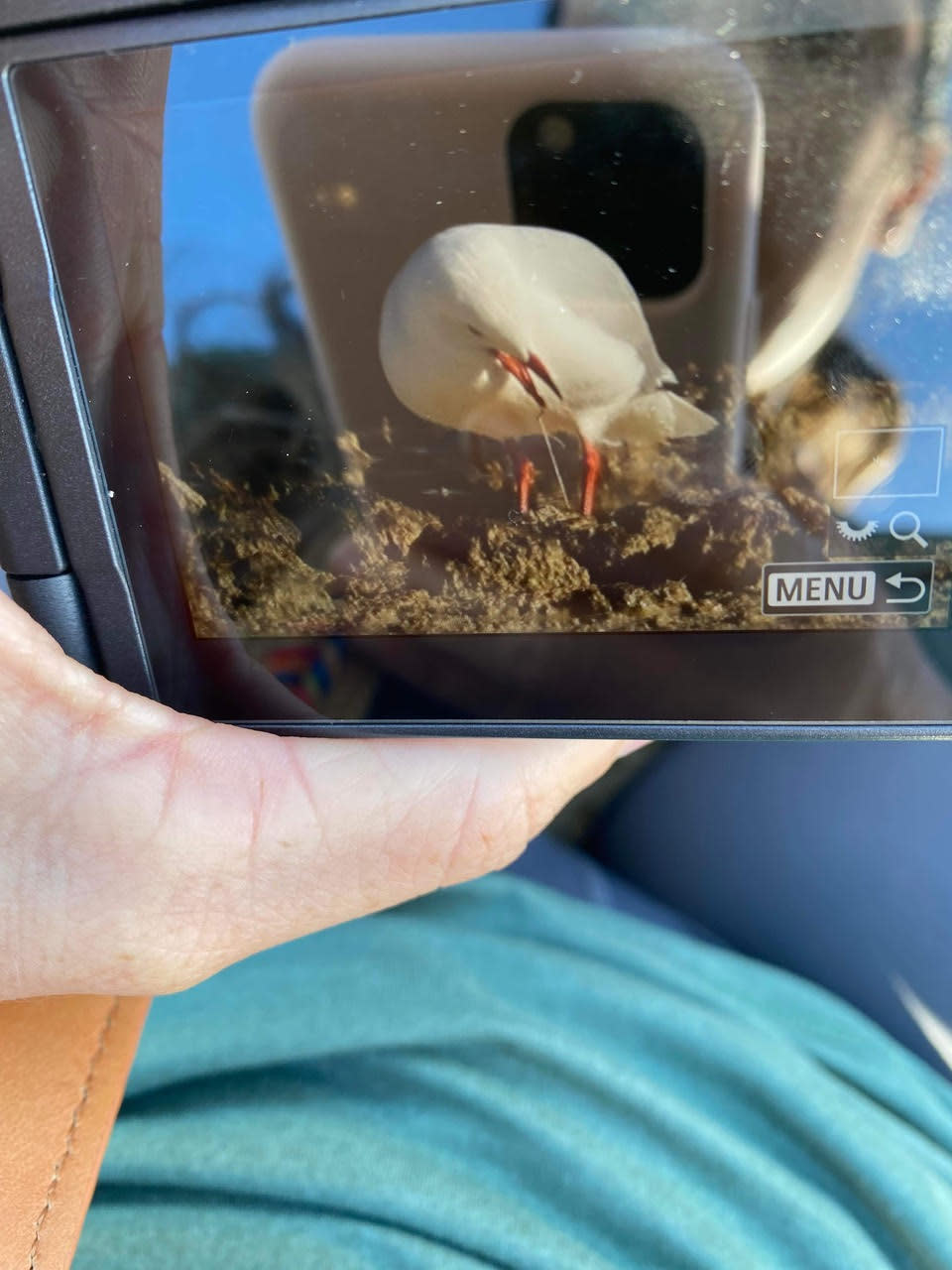 A photograph of a photograph showing a gull with line connecting its beak and foot.