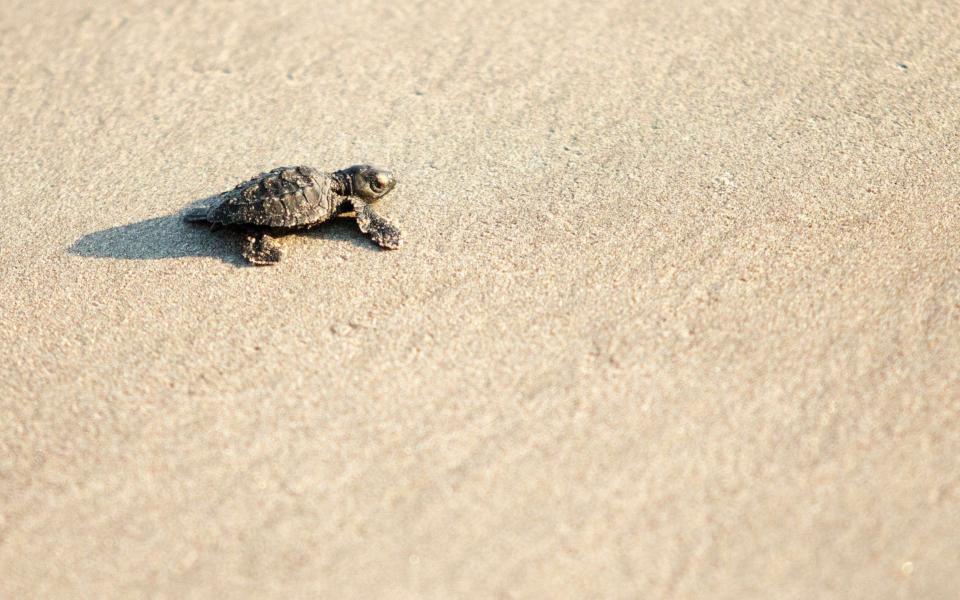 An Olive Ridley (Golfina) turtle hatchling crawls towards the Pacific Ocean in Acapulco, Guerrero state, Mexico - Pedro PARDO / AFP