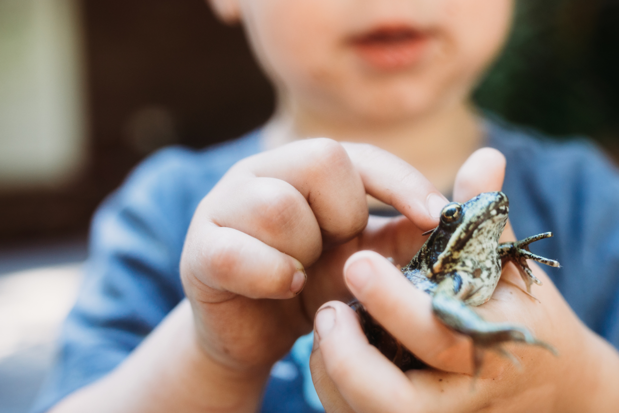 Small frog being held by a toddler boy, selective focus, he is petting the frog's head, boy is wearing a blue shirt