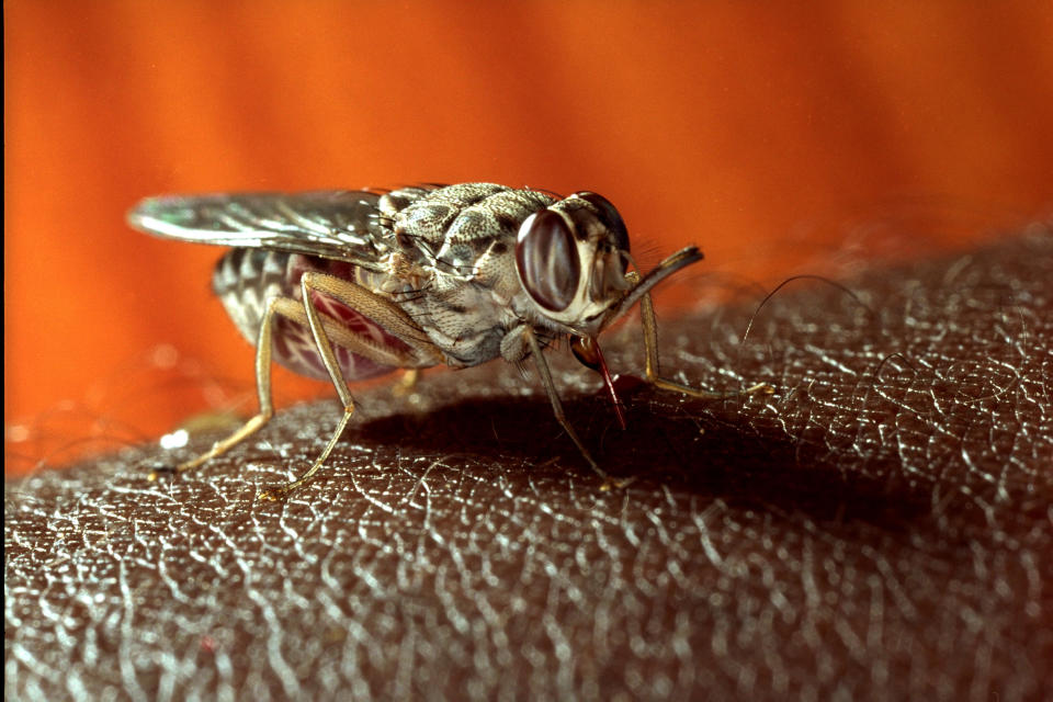 Sleeping sickness is transmitted to humans by the blood-sucking&nbsp;tsetse fly.&nbsp; (Photo: Patrick Robert - Corbis via Getty Images)
