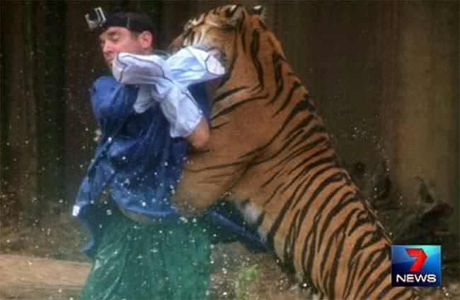 A witness captured the moment this tiger mauled its trainer at Australia Zoo last year.