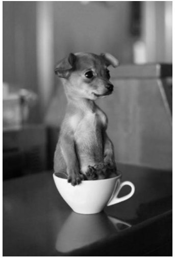 Teacup Pup