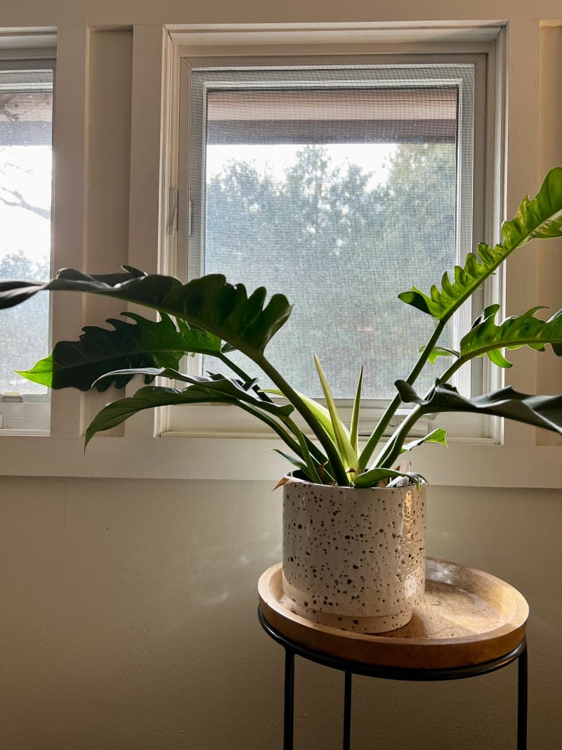 Large leaf potted plant in speckled pot on small table in front of window