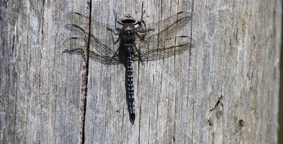 The iridescent northern emerald dragonfly, which was seen for the first time at the nature reserve