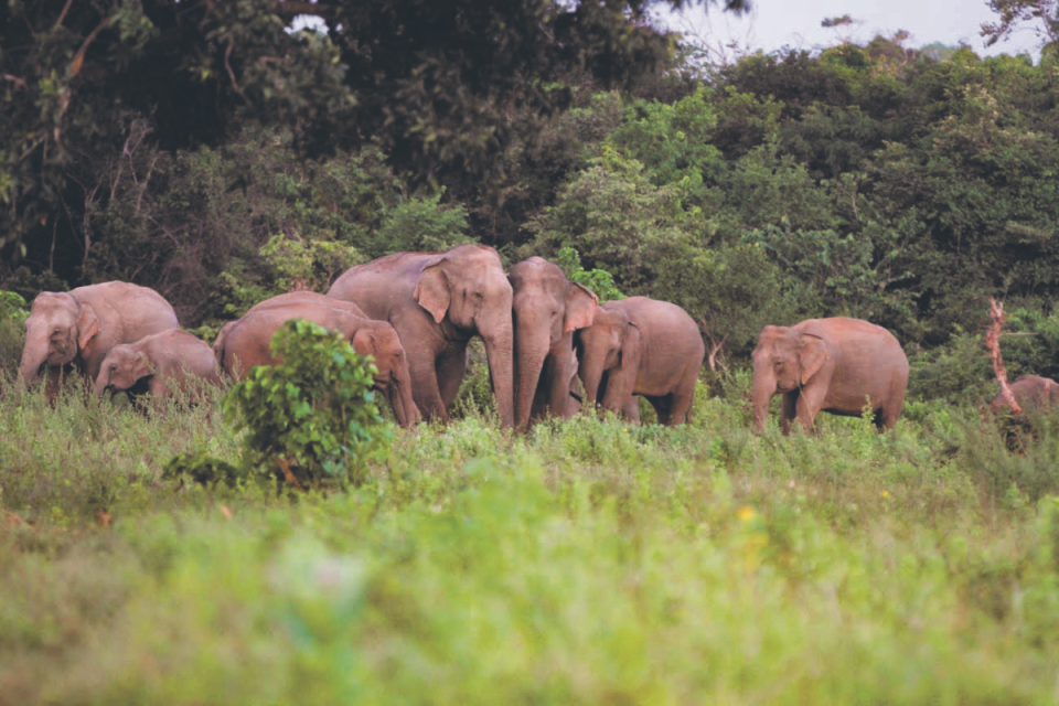 Wild elephants near the hotel properties Annabel stayed at in Sri Lanka