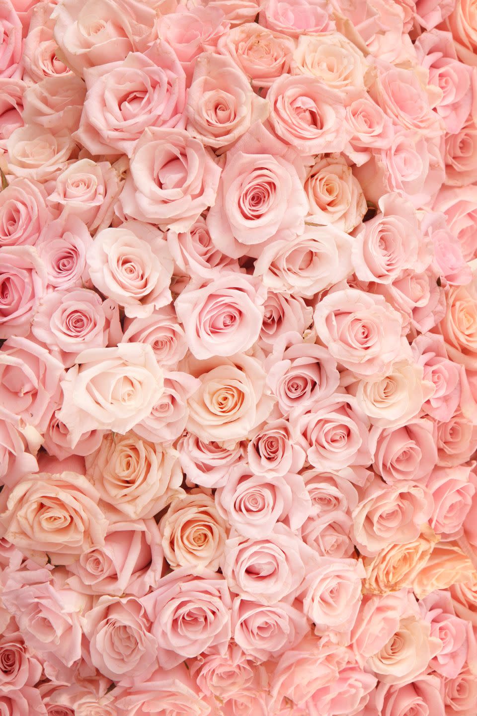 Pink Roses