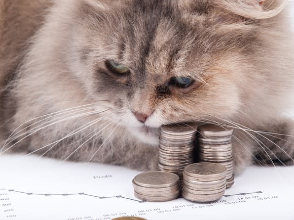 A fluffy kitten lords it over some stacks of cold, hard coins.