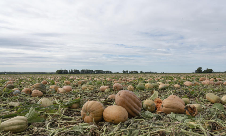 Pumpkins are seen in a field on Bill Sahs' farm, Monday, Sept. 12, 2022, in Atlanta, Ill. On the central Illinois farms that supply 85% of the world’s canned pumpkin, farmers like Sahs are adopting regenerative techniques designed to reduce emissions, attract natural pollinators like bees and butterflies and improve the health of the soil. The effort is backed by Libby’s, the 150-year-old canned food company, which processes 120,000 tons of pumpkins each year from Illinois fields. Libby’s parent, the Swiss conglomerate Nestle, is one of a growing number of big food companies supporting the transition to regenerative farming in the U.S. (AP Photo/Teresa Crawford)