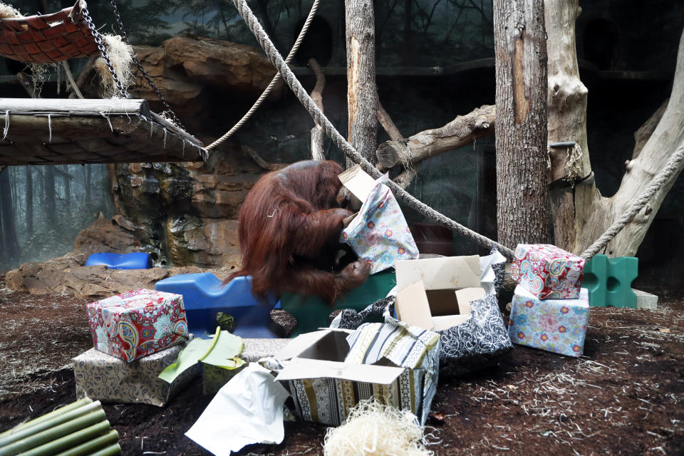 Orangutan Nenette opens presents as she celebrates her 50th birthday, at the Jardin des Plantes zoo, in Paris, Sunday, June 16, 2019. (AP Photo/Thibault Camus)