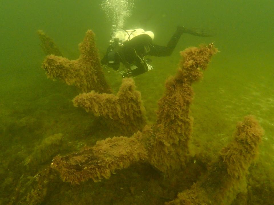 A scuba diver explroes the Gribshunden shipwreck in Ronneby, Sweden.