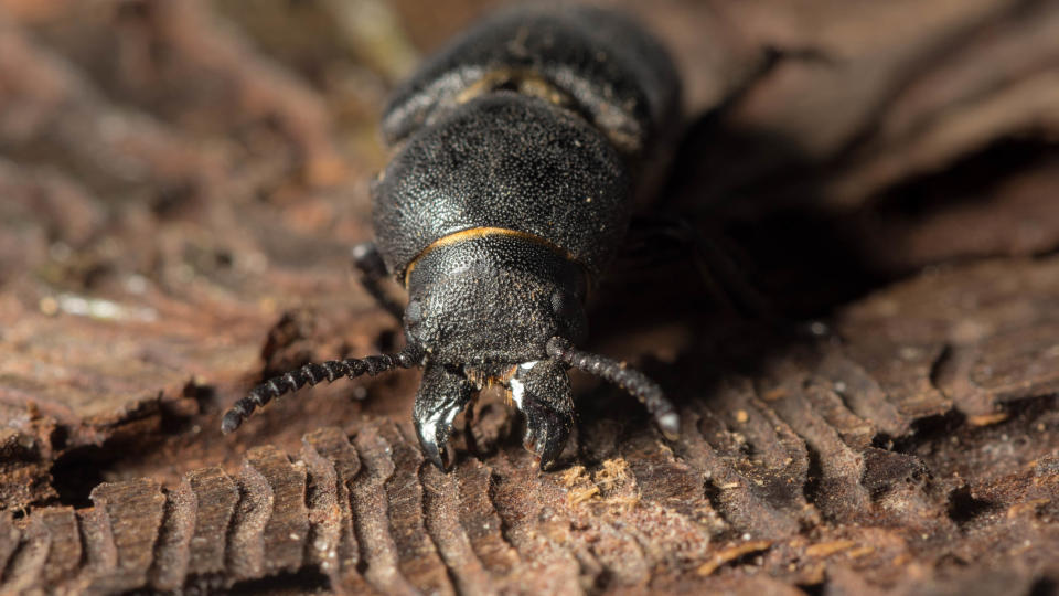 Bark beetles