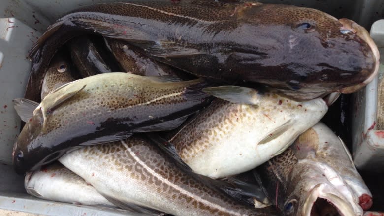 Cod recovery 'quite spectacular,' but George Rose calls for caution