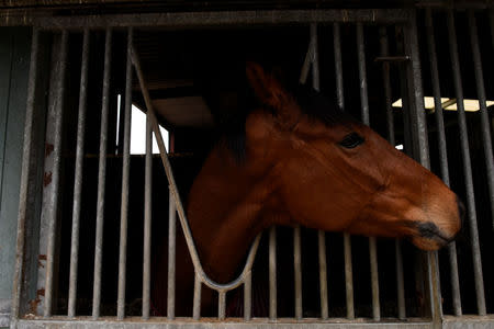 Racehorse 'Sizing John' who won the Cheltenham Gold Cup is seen at racehorse trainer Jessica Harrington's yard in Moone, Ireland, April 6, 2017. REUTERS/Clodagh Kilcoyne