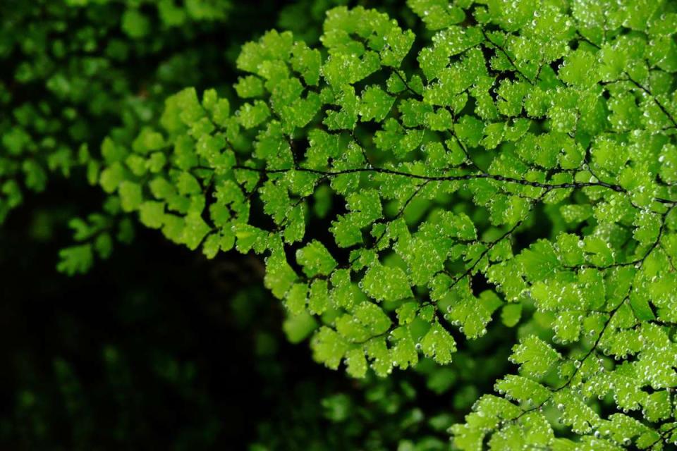 Maidenhair Fern