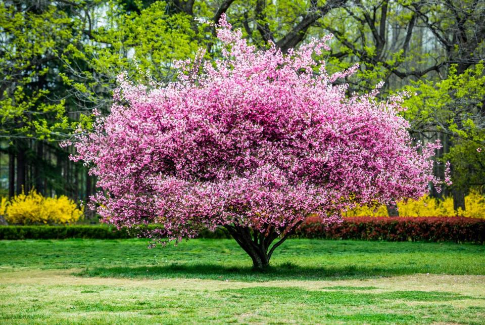 pink flowering trees crabapple