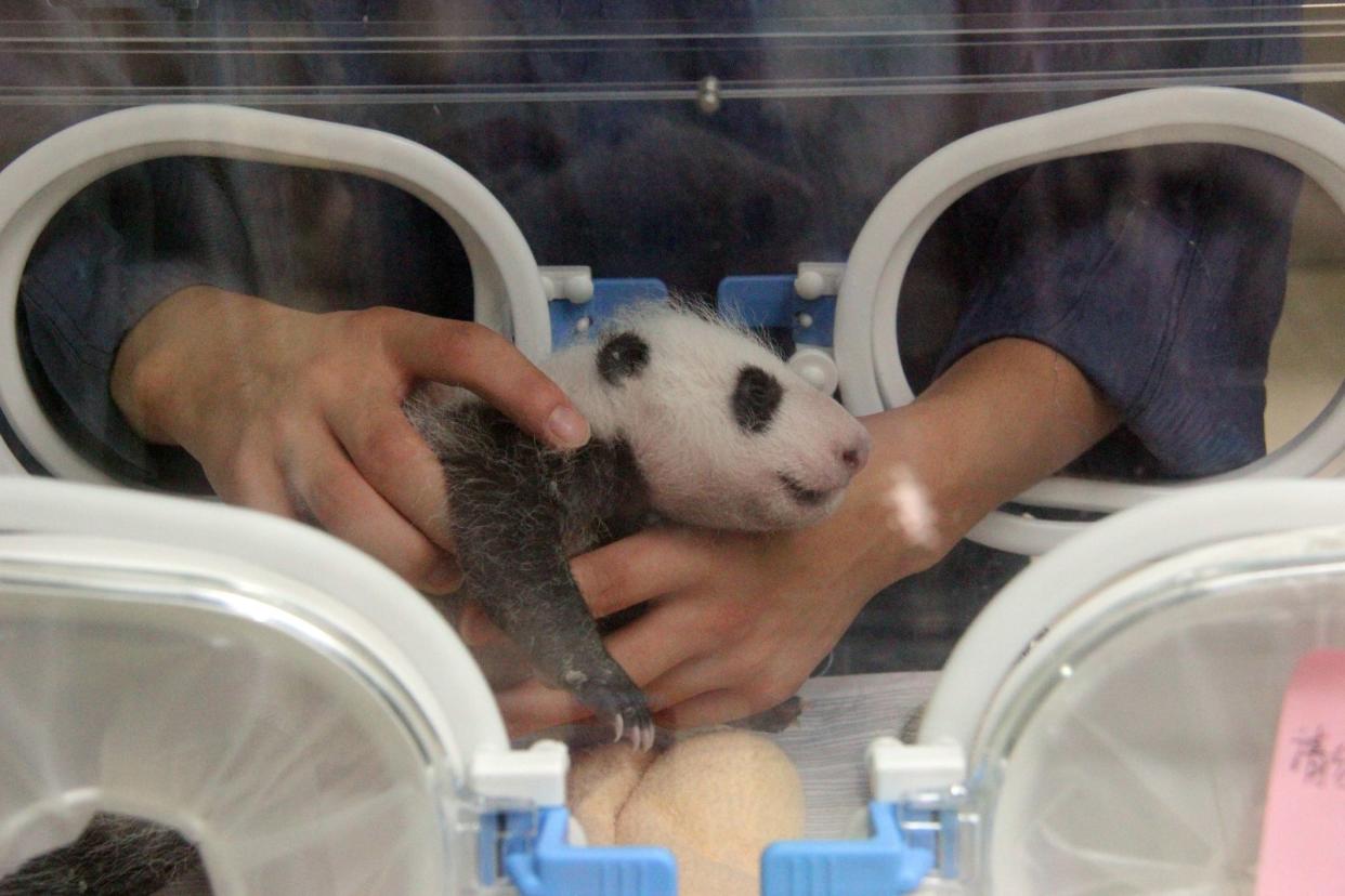 Infant Panda In Incubator - only weeks old. Bifengxia, China. Near Ya'an - August 2013