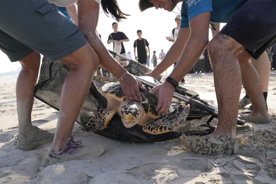 Members of the Wildlife Rescue program of Environment Agency Abu Dhabi carry a sea turtle to release on Saadiyat Island of Abu Dhabi, United Arab Emirates, Tuesday, June 6, 2023. As sea turtles around the world grow more vulnerable due to climate change, the United Arab Emirates is is working to protect the creatures. (AP Photo/Kamran Jebreili)