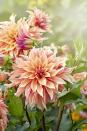 <p>These <a href="https://www.amazon.com/Dahlia-Sunset-tubers-Flowers-Blooms/dp/B071X62WGF/?tag=syn-yahoo-20&ascsubtag=%5Bartid%7C10050.g.4662%5Bsrc%7Cyahoo-us" rel="nofollow noopener" target="_blank" data-ylk="slk:gorgeous flowers;elm:context_link;itc:0;sec:content-canvas" class="link ">gorgeous flowers</a> come in an array of sizes from tiny buttons and balls to giant dinner plate-sized flowers. In warm climates, leave the bulbs in ground. But in the north, you'll need to dig them up after a hard frost and save the bulbs to replant next spring. </p>