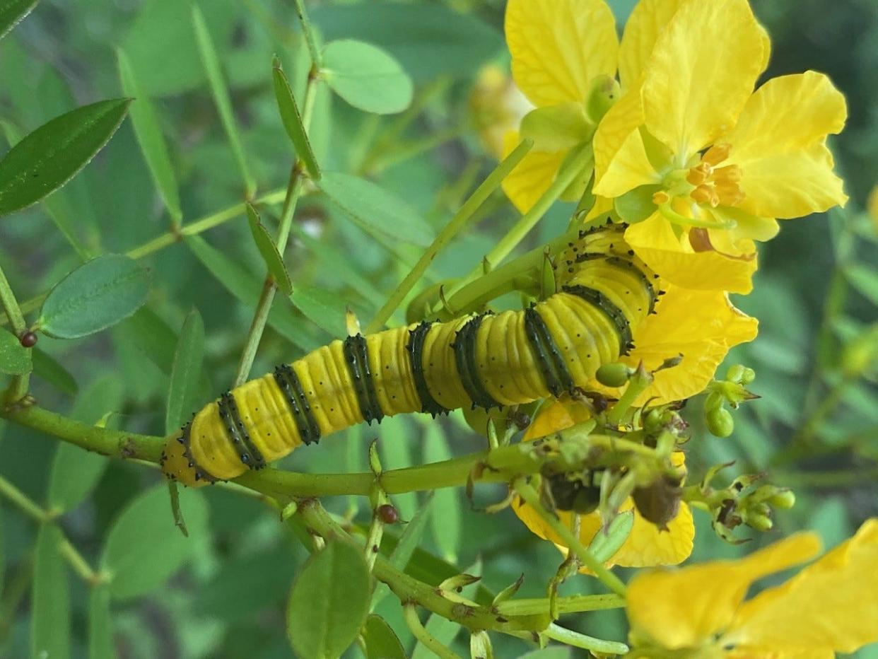 Gardens and their inhabitants, like this caterpillar of orange barred sulphur on Bahama senna, can thrive without toxic pesticides.