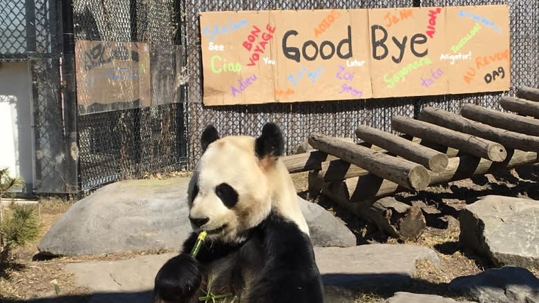 Toronto says goodbye to its beloved giant pandas