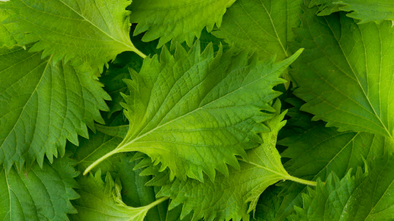 fresh shiso leaves