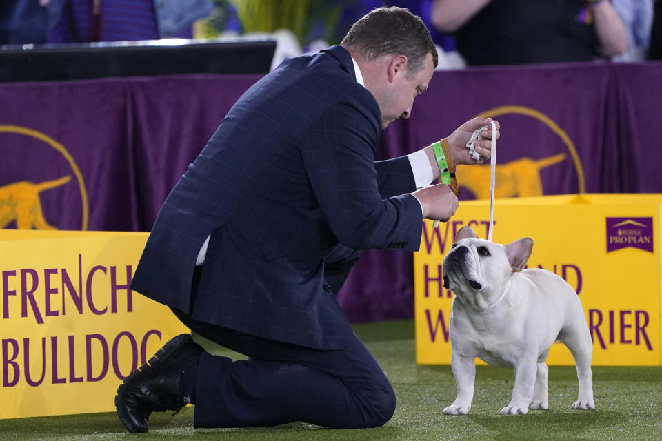 A handler gets the attention of his French bulldog during judging of the Best in Show category at the Westminster Kennel Club dog show, Sunday, June 13, 2021, in Tarrytown, N.Y. (AP Photo/Kathy Willens)