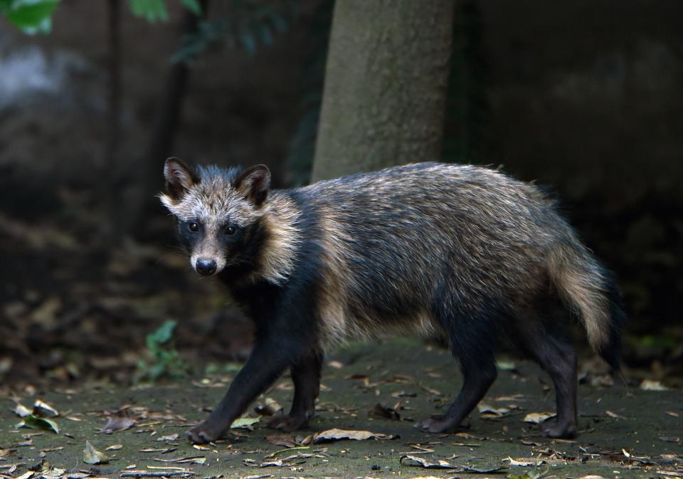 The raccoon dog, a spaniel-sized creature, is not related to raccoons though it looks like and shares many behaviors with them.