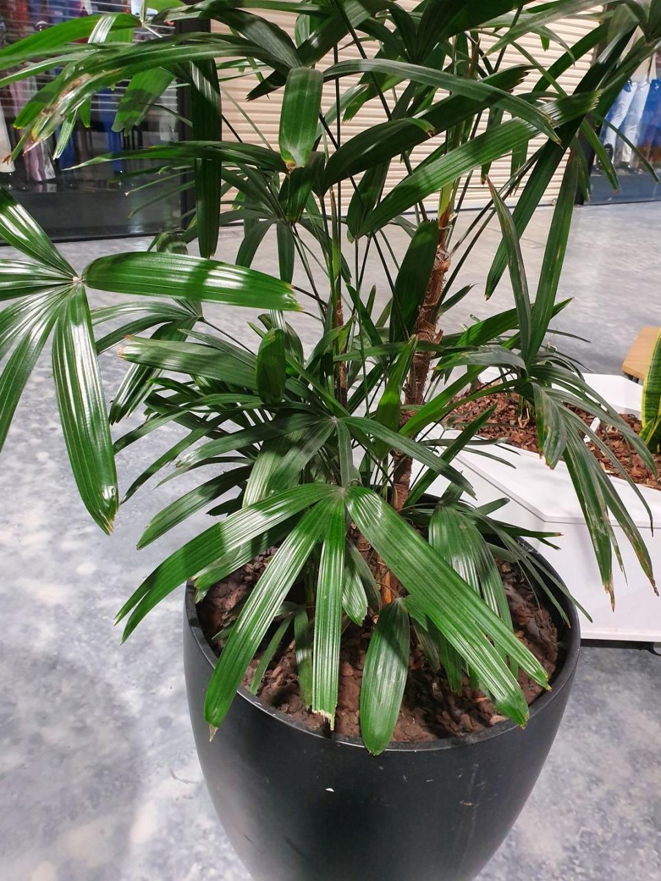 rhapis excelsa or known as lady palm growing in a pot