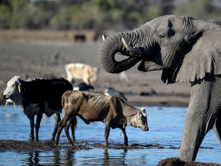 Elephants