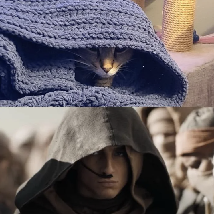 Two images: Top shows a cat hiding in a blue blanket, resembling a hooded figure. Bottom is a hooded character from "Dune: Part Two"