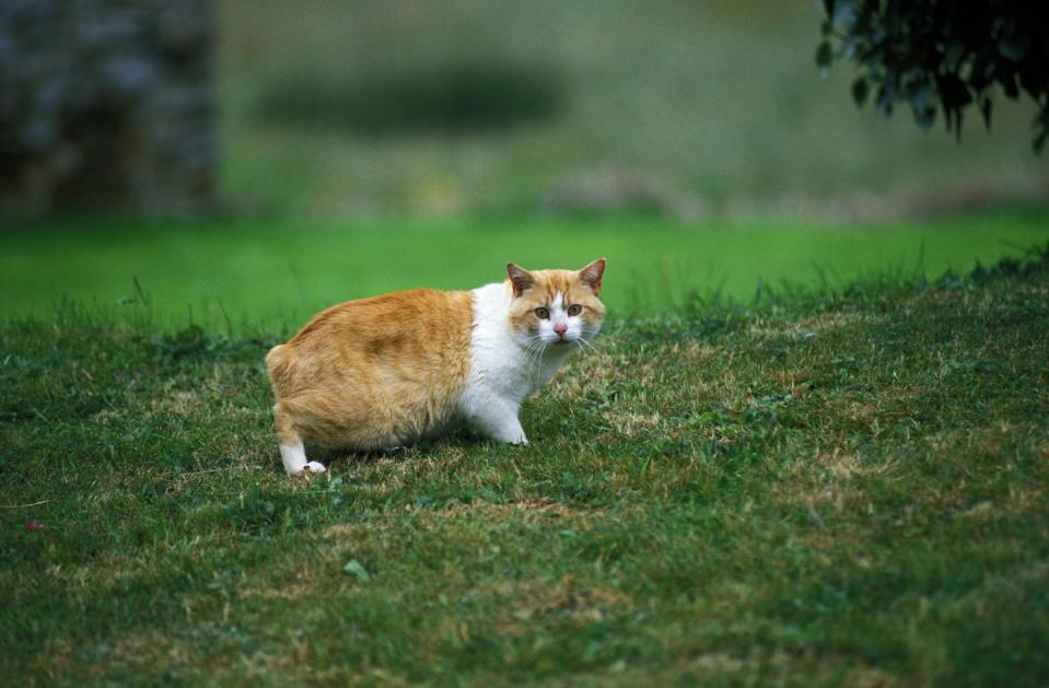 orange cat breeds manx domestic cat