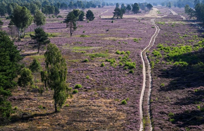 The Kyritz-Ruppiner Heide is one of the largest heathland areas in Germany. It is in full purple bloom in August and September. Jens Kalaene/dpa