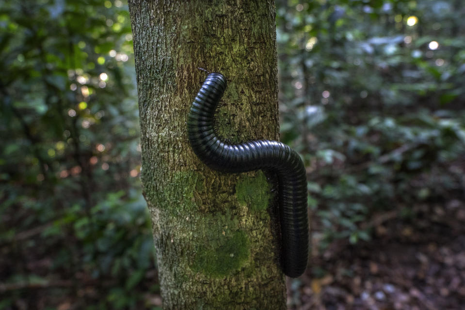 A millipede climbs a tree in Gabon's Pongara National Park dense forest looking for forest elephant dung, on March 9, 2020. Gabon holds about 95,000 African forest elephants, according to results of a survey by the Wildlife Conservation Societyand the National Agency for National Parks of Gabon, using DNA extracted from dung. Previous estimates put the population at between 50,000 and 60,000 or about 60% of remaining African forest elephants. (AP Photo/Jerome Delay)