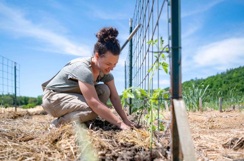 Abbie Spackman plants tomatoes at the The Heirloom Farmer on Friday, May 31, 2024. Abbie grew up on the farm, which has been in the family for over 150 years.