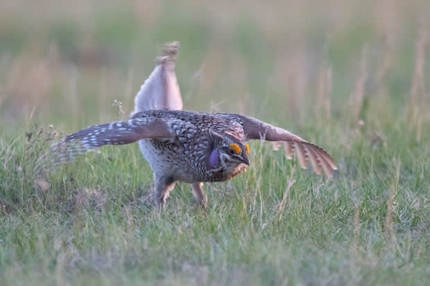 Jason Bantle/Nature Conservancy of Canada