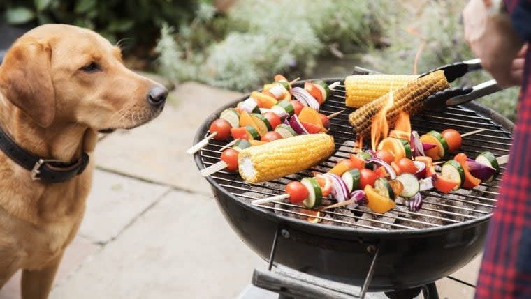 How To Keep Your Dog Safe at Barbecues