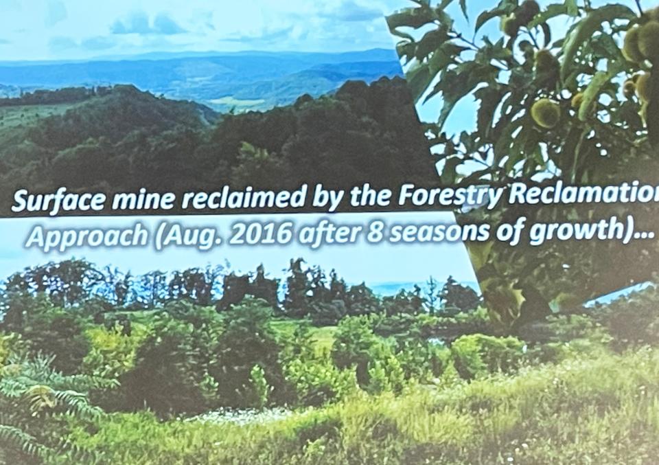 New forests of blight-resistant hybrid chestnut trees, including some planted by Briceville students, are thriving on the reclaimed mountain coal mines of Anderson County.