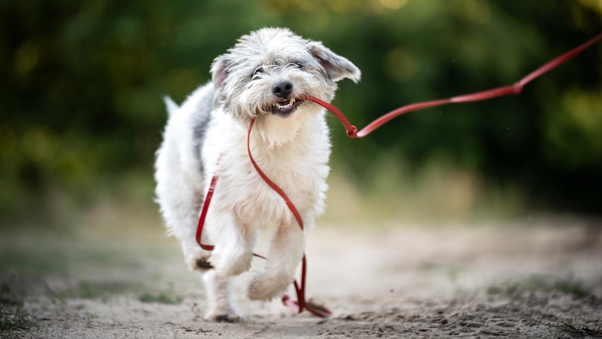  Dog on a walk with long leash in mouth. 