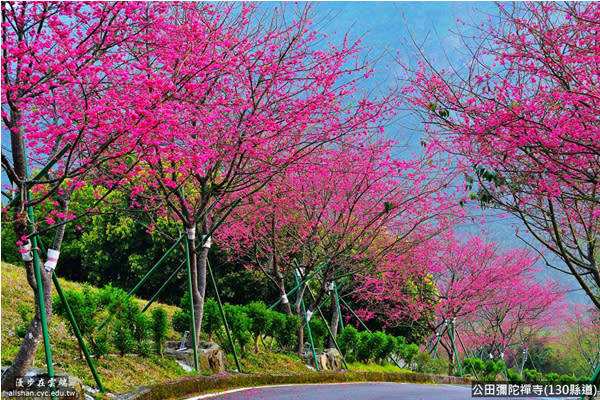 阿里山櫻花花開燦爛。(圖片提供／漫步在雲端的阿里山黃源明)