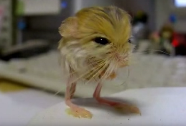 The Baluchistan Pygmy Jerboa Is Half-Mouse, Half-Kangaroo and All Awesome