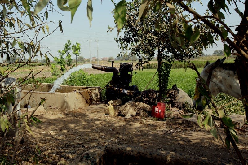 A pump draws water into a farm in Egypt's Nile Delta.