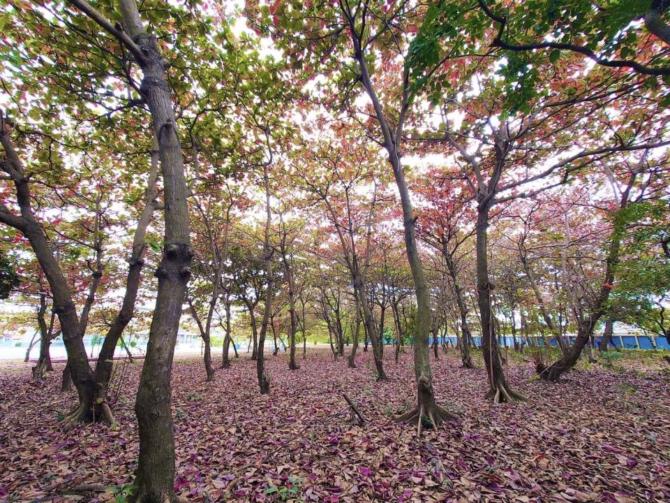 中芸國中有「仙境」之稱。   圖：高雄市中芸國中/提供